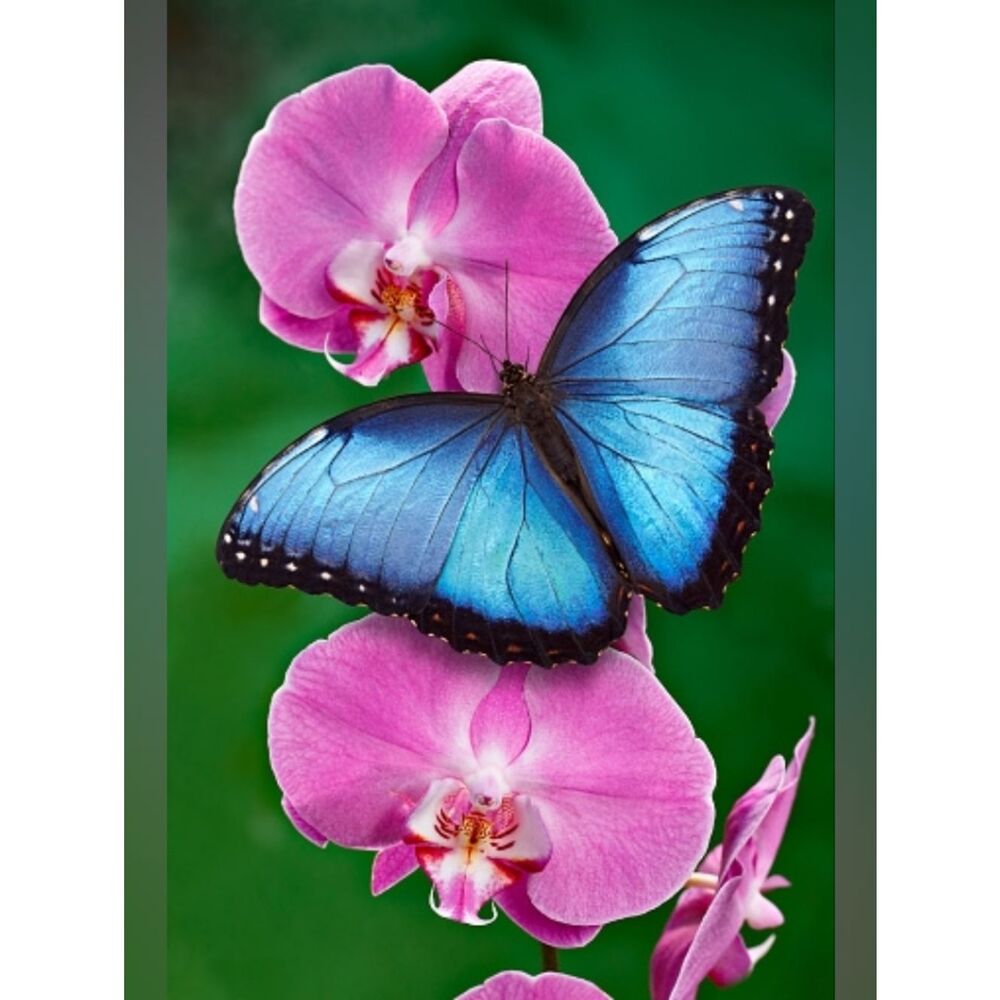 Custom Fridge Magnet Blue Butterfly on Pink Orchids Home Kitchen Decor